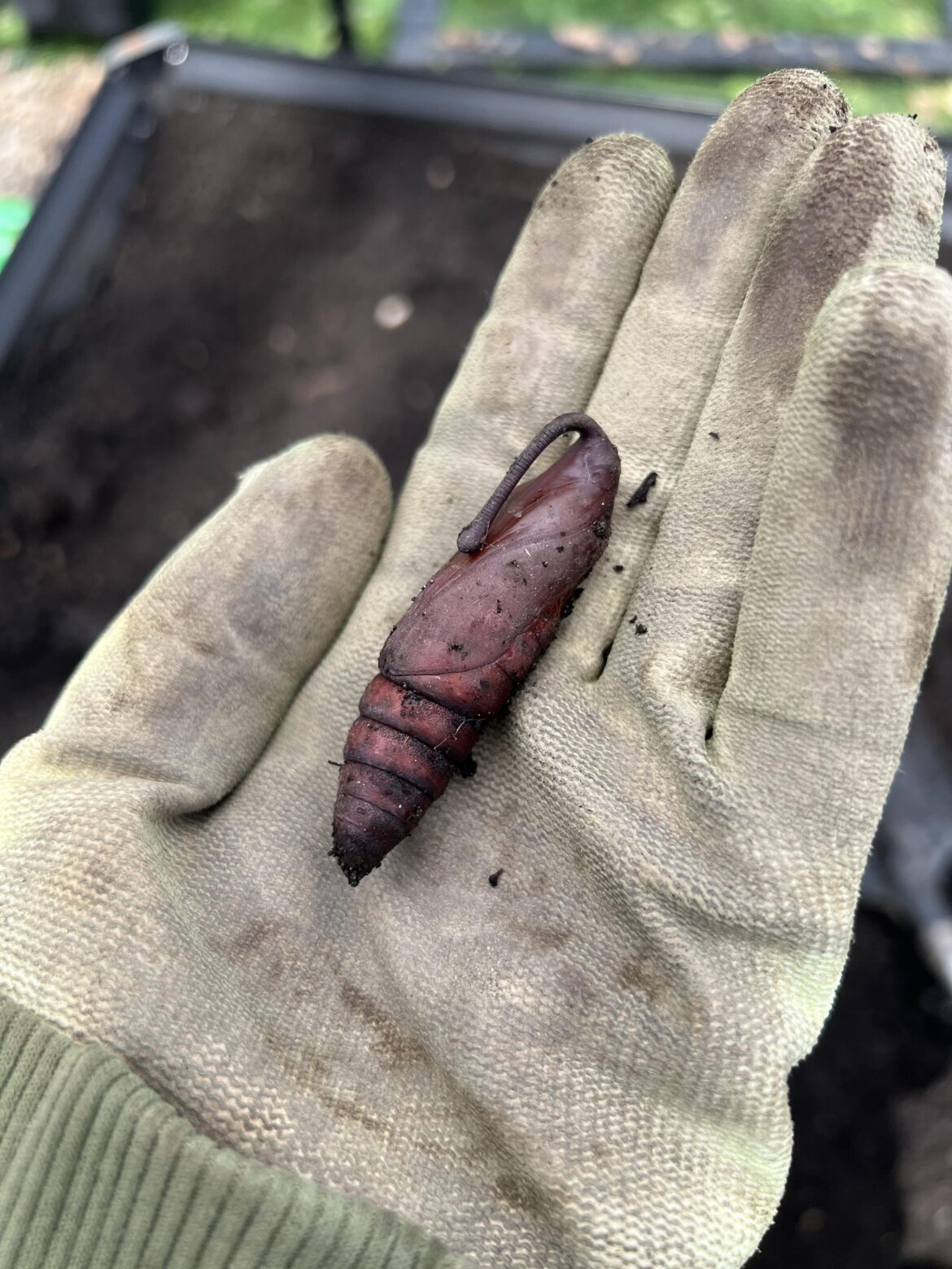 Found a hornworm cocoon, are there more? Found a hornworm cocoon, are there more?