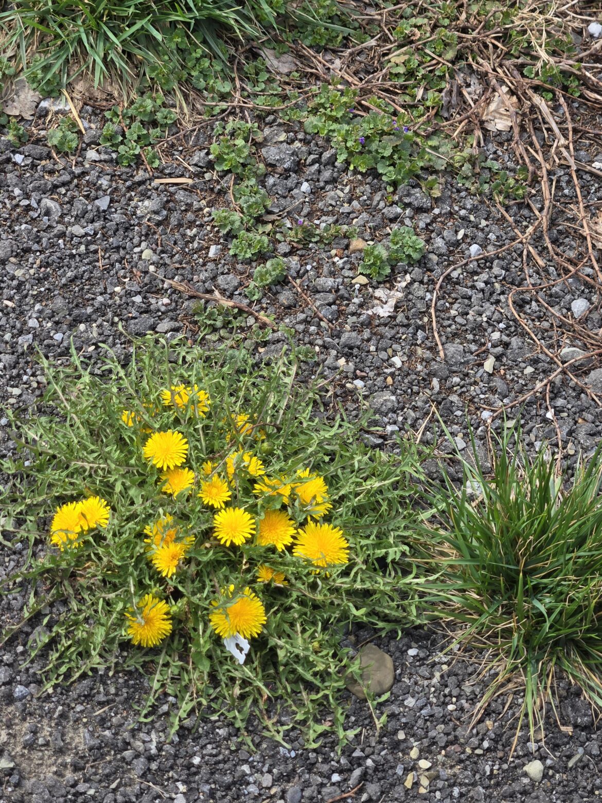 What causes this dandelion to stay super short and grow outwards instead of upwards?