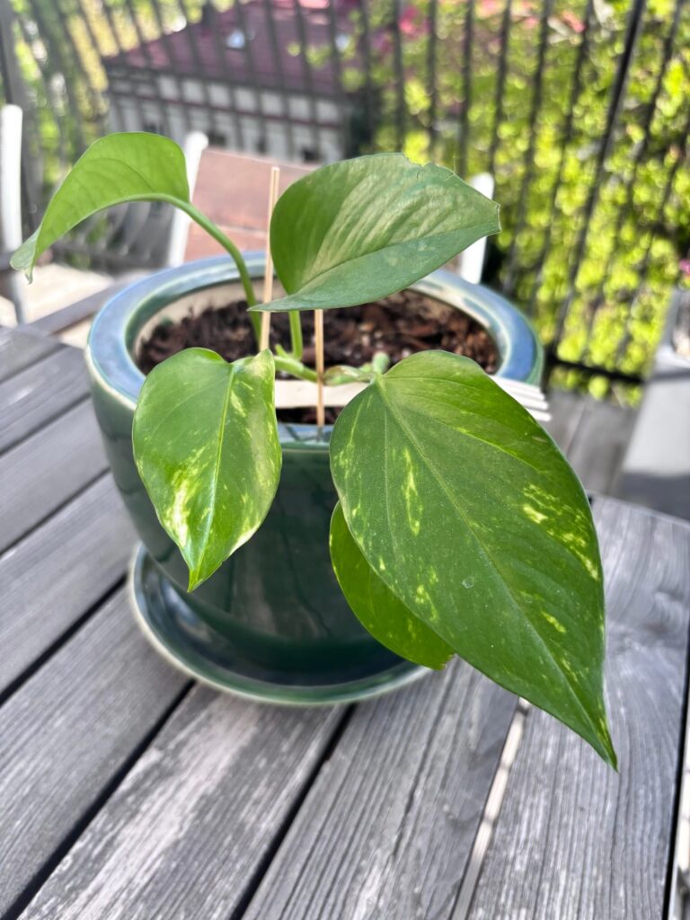 my poor pothos (?)