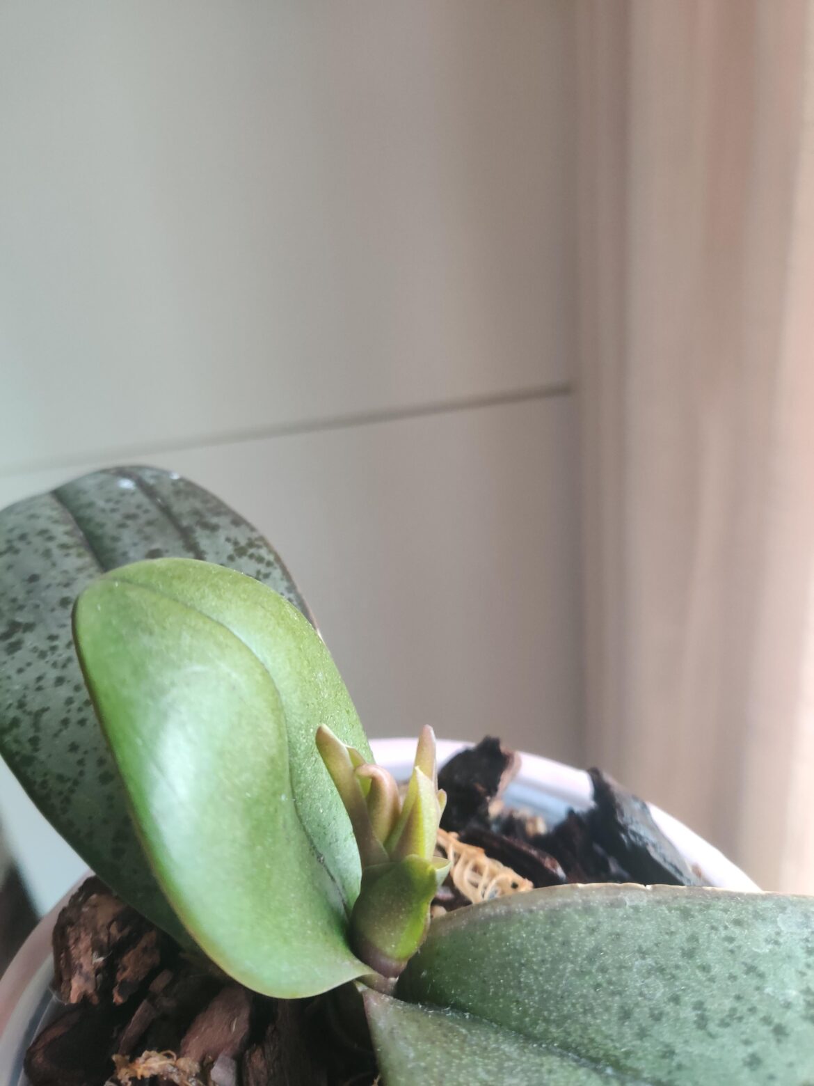 New leaves keep coming before the older ones have a chance to grow, how to stop this?