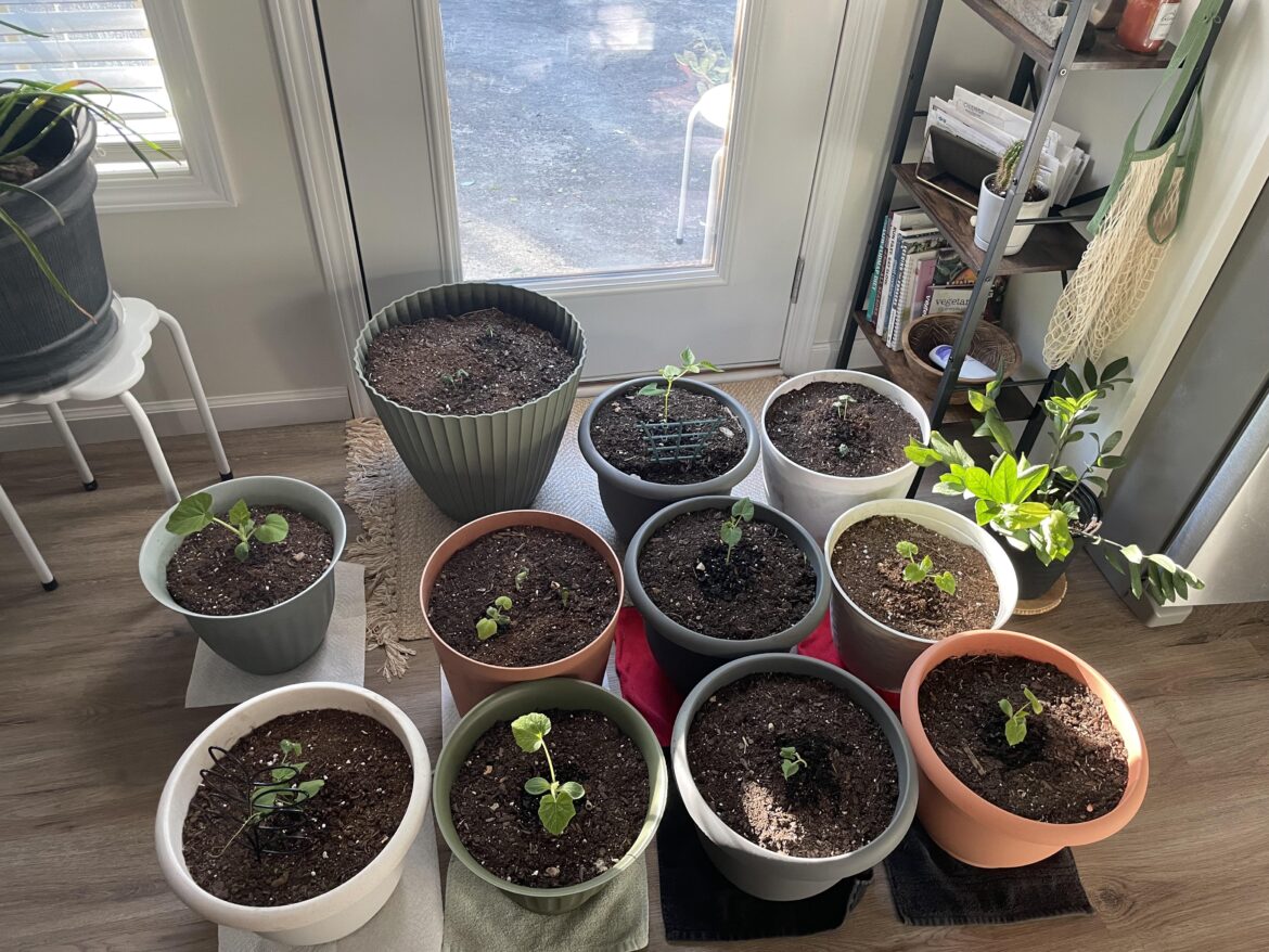 Will low 40s for a few hours hurt my small veg plants?