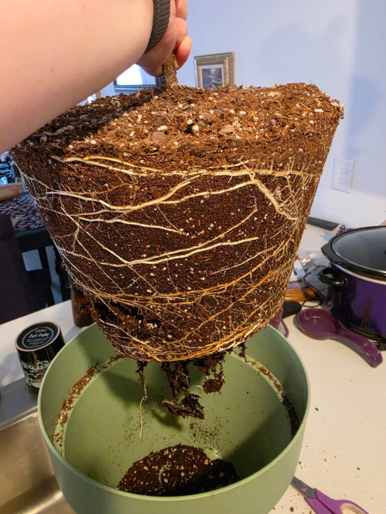 Growing too fast?? What should I do! Growing too fast?? What should I do!