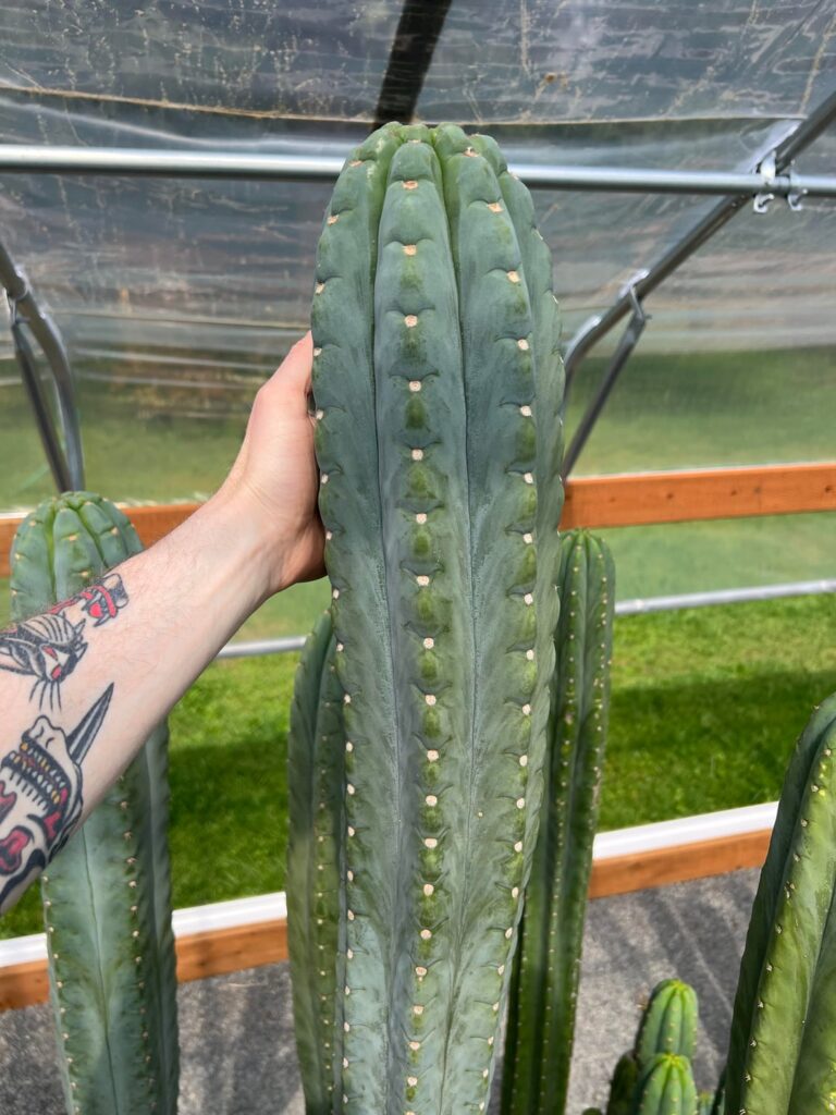 🌵Ichoca🌵 flower buds forming!!