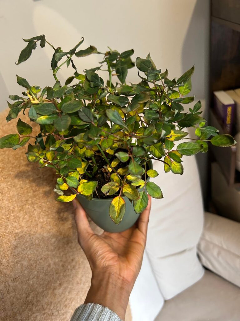 Help with my plants Help with my plants