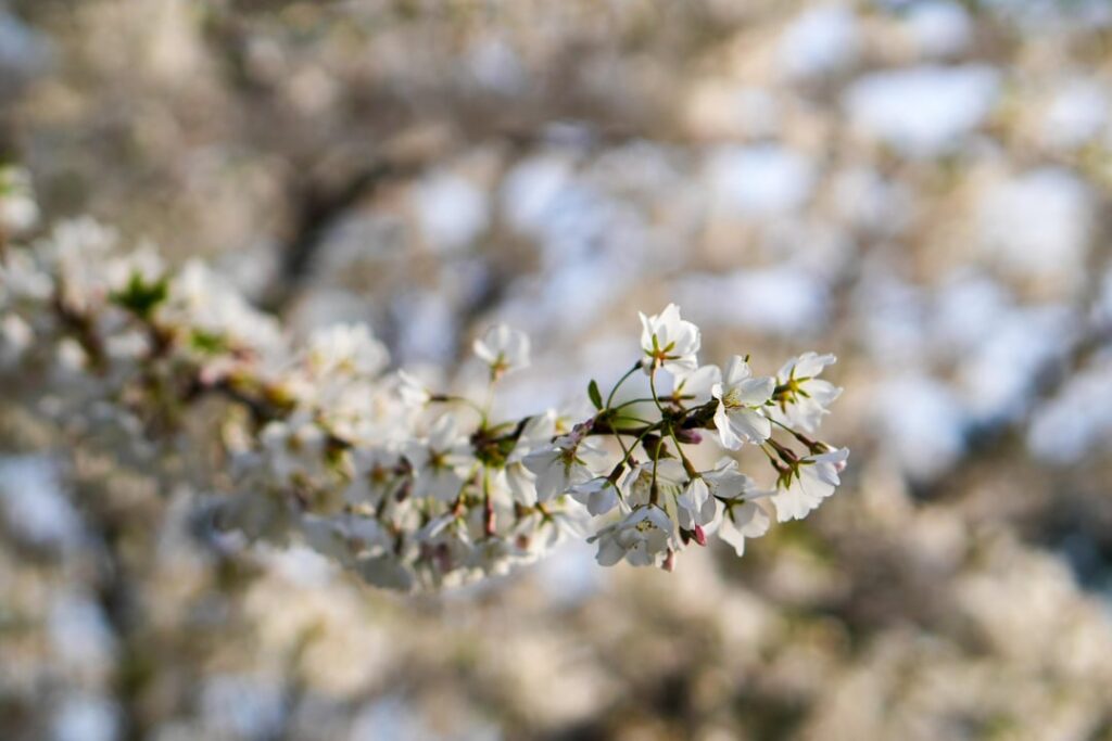 Blossoms in Toronto
