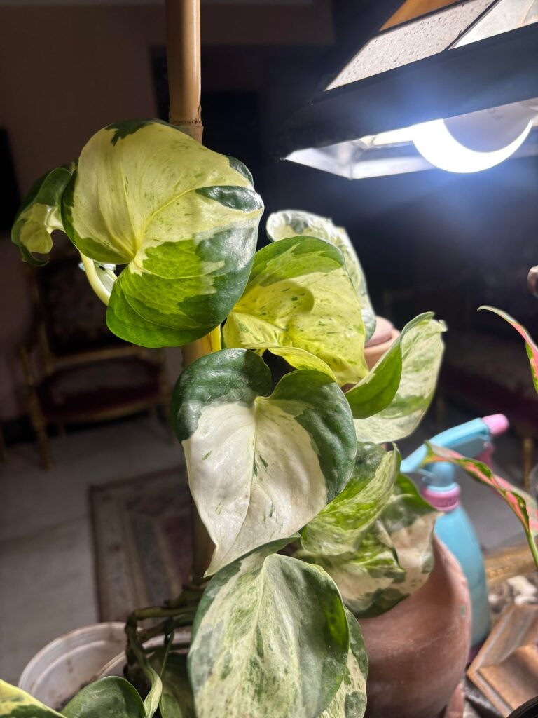 My manjula started pushing smaller leaves