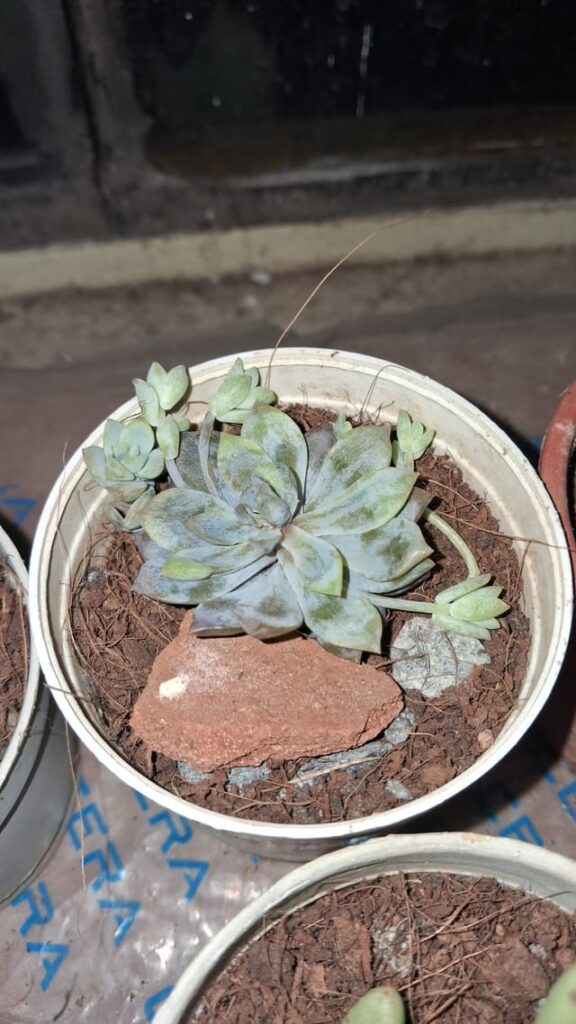 help me figure out why this one died help me figure out why this one died
