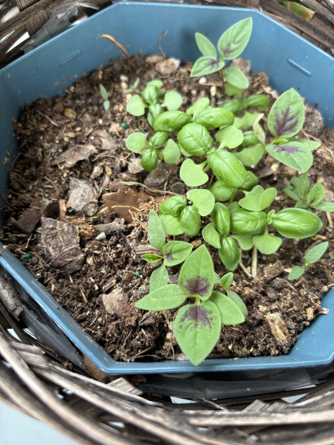What is this growing in my basil seeds?