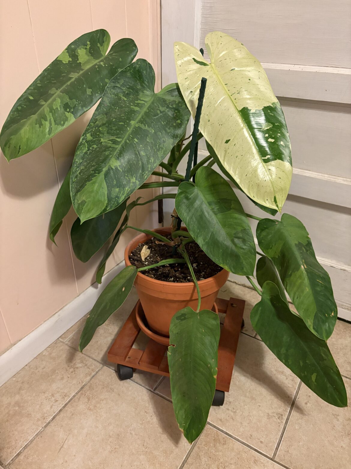 Plants are magical 🌱✨