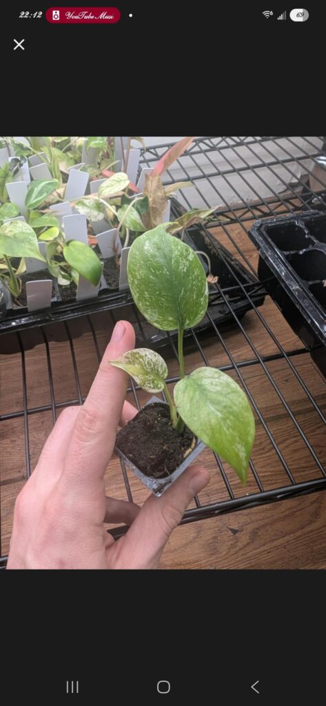 Is this actually a mint or something else?