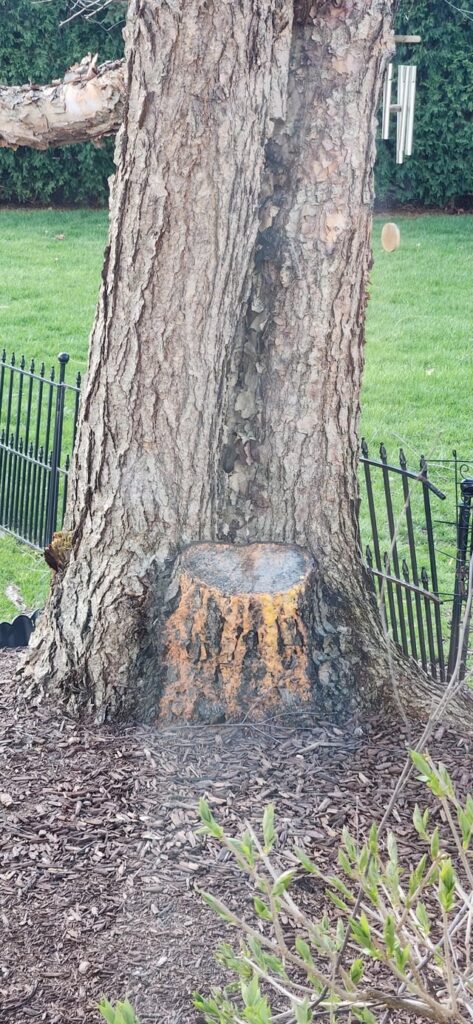 River Birch leaking yellow fluid after lower limb removed? River Birch leaking yellow fluid after lower limb removed?