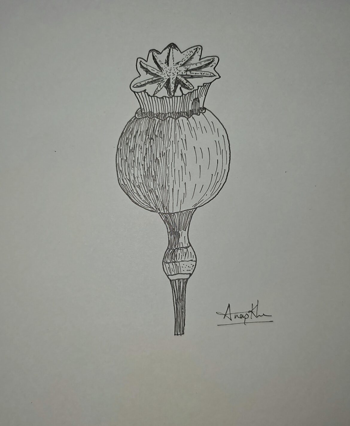 Capsule of Poppy