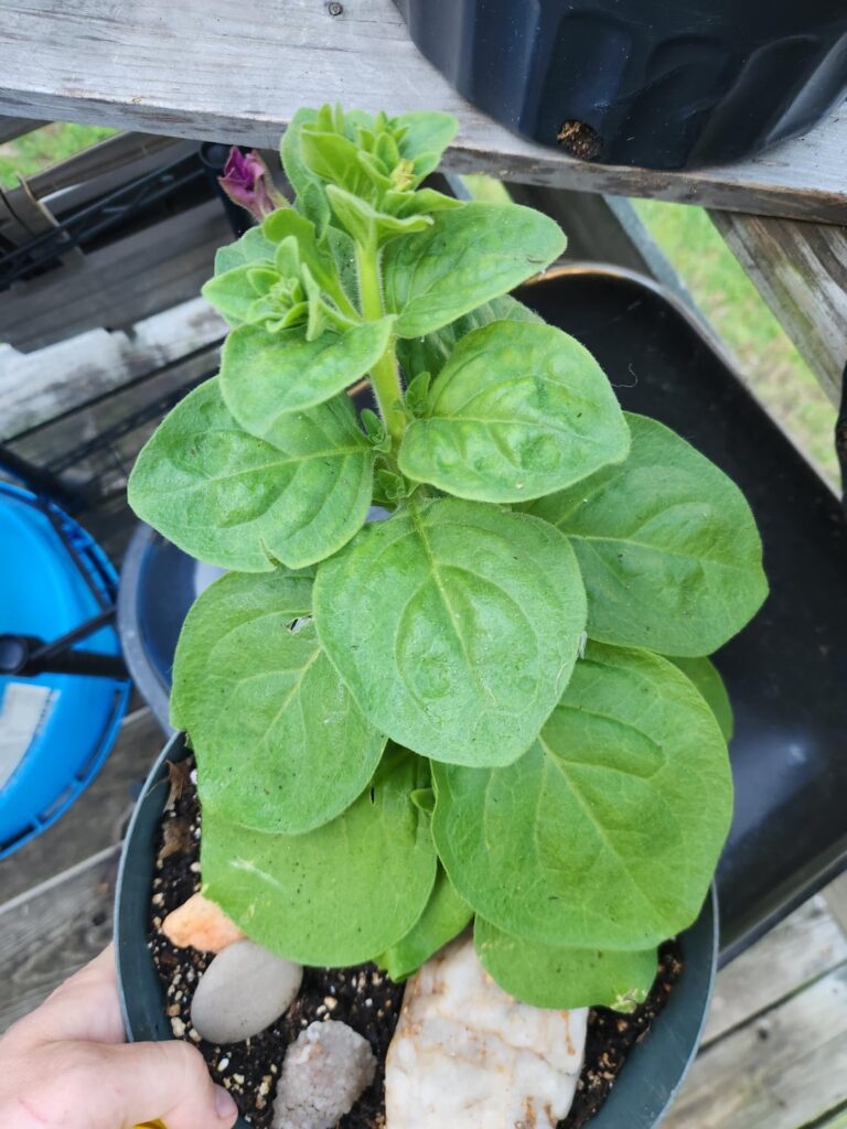 Mutation for thick stems and large leaves in Supertunia?