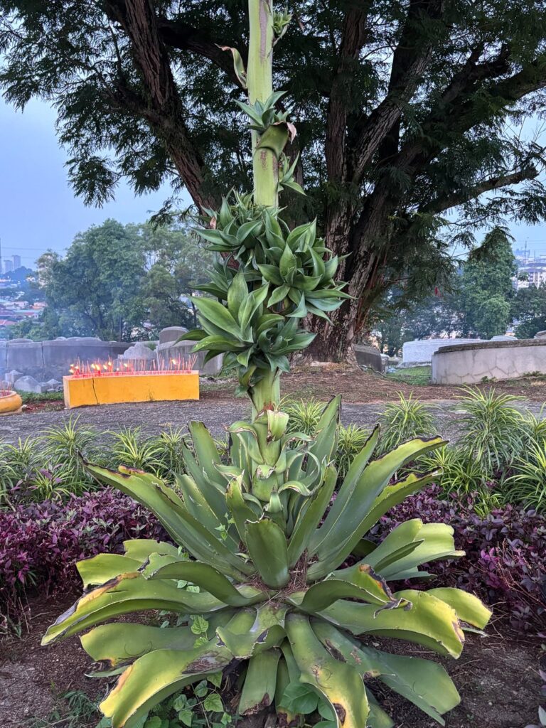 Is this Agave? And is it doing a death bloom?