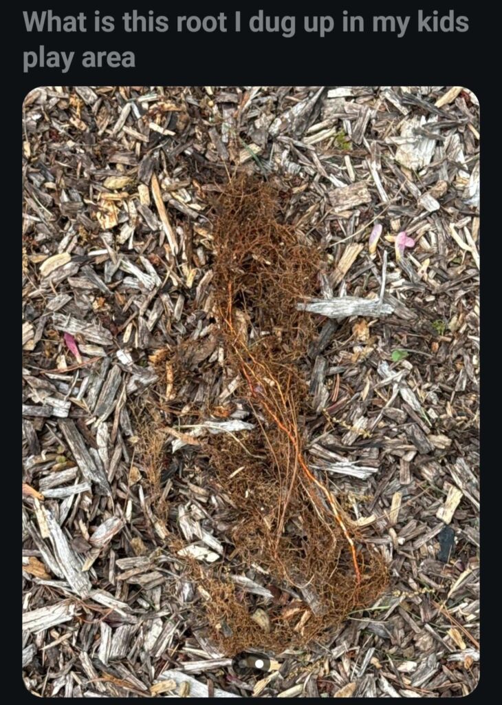need id for rare plant with no stem or leaves