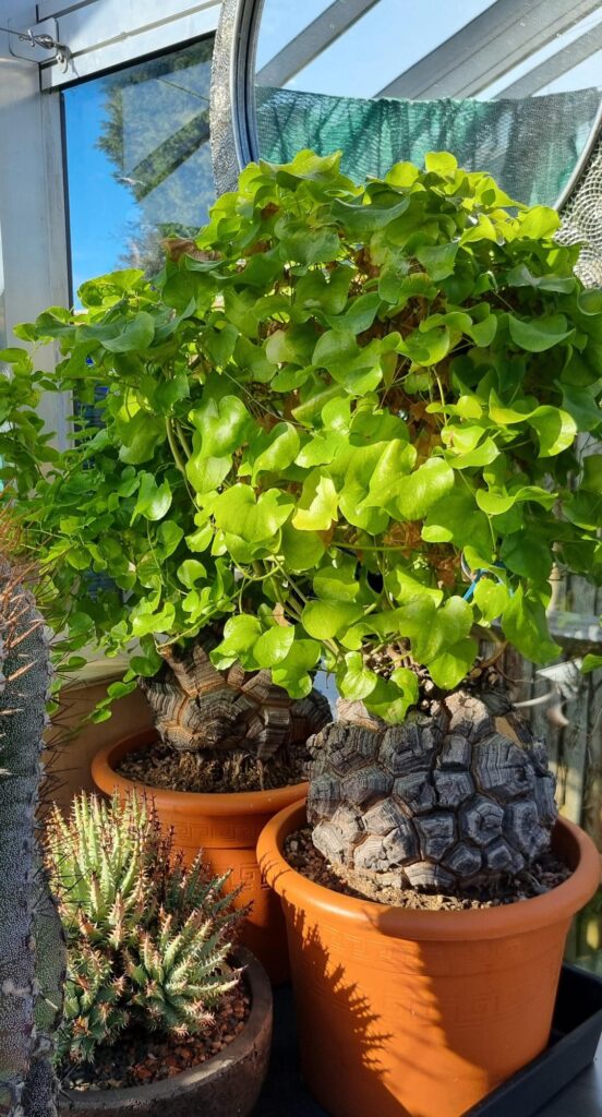 Pair of dioscorea elephantipes