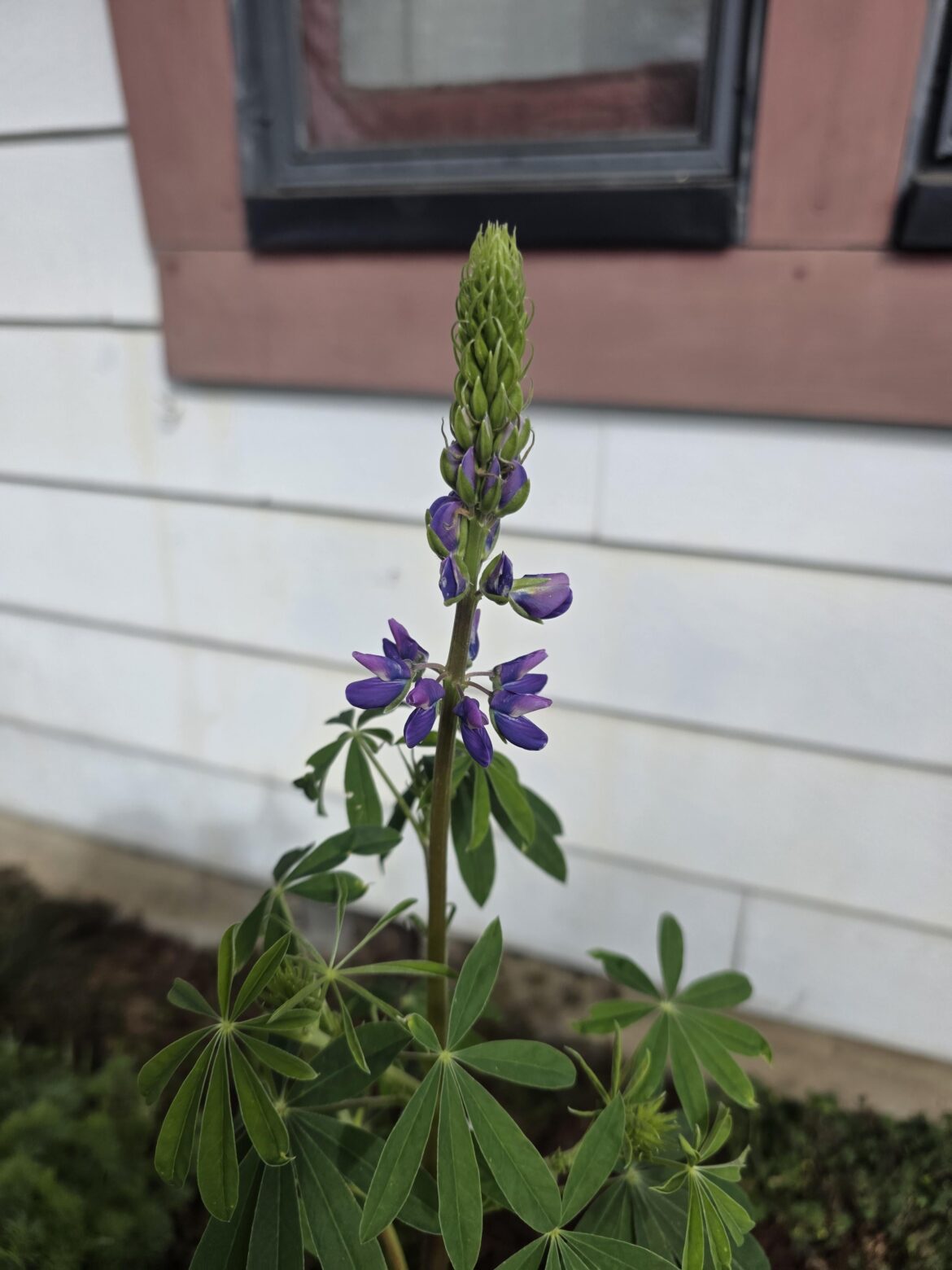 My Lupine is starting to bloom!