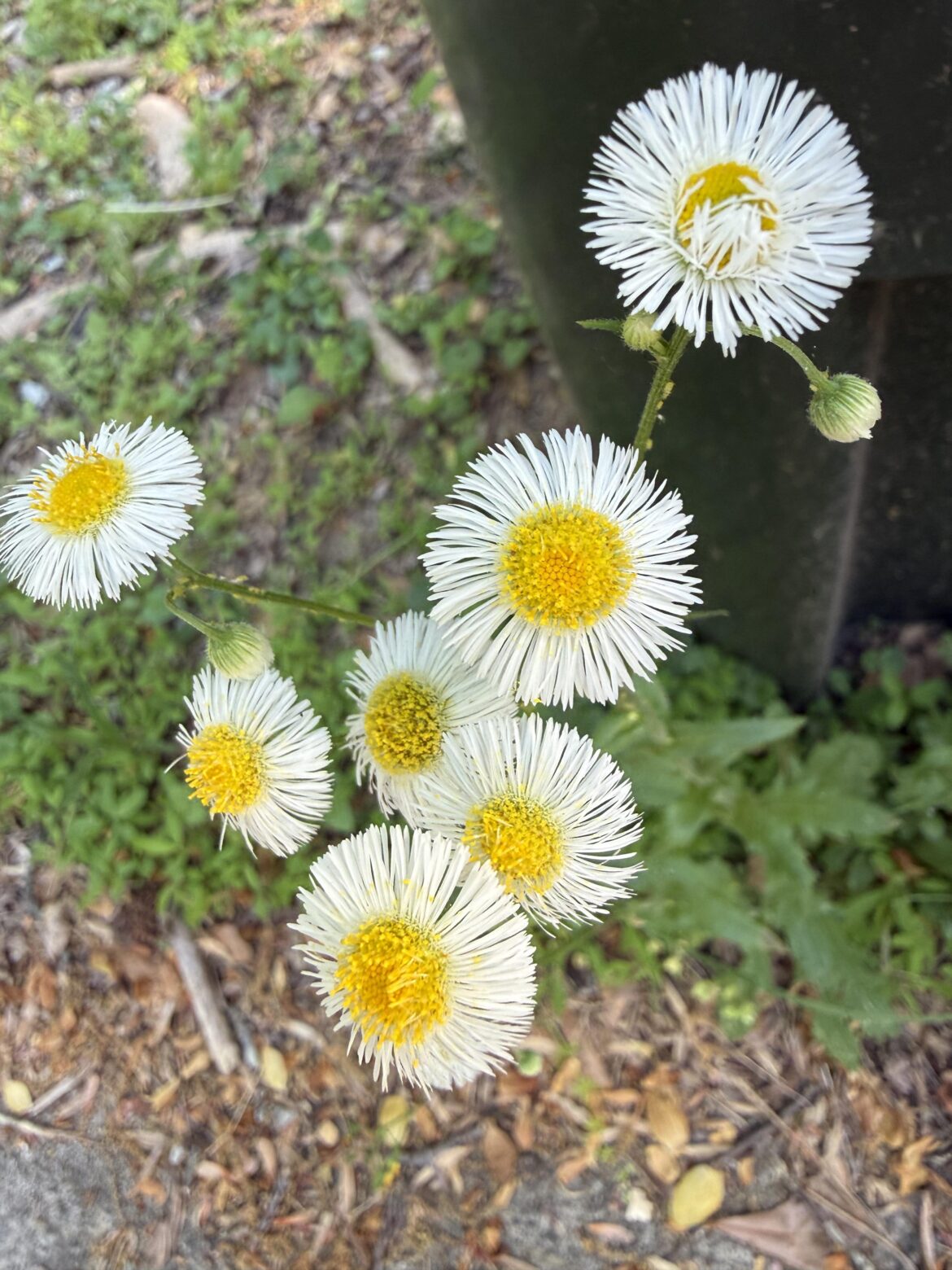 Erigeron philadelphicus (Georgia). What a journey.