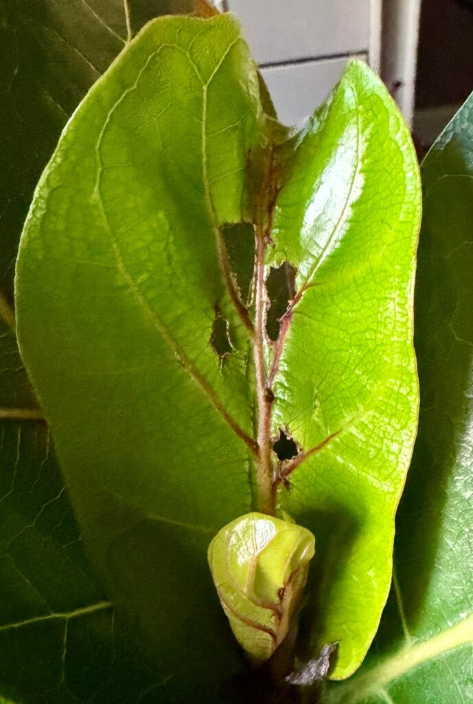 Looks like bug damage but