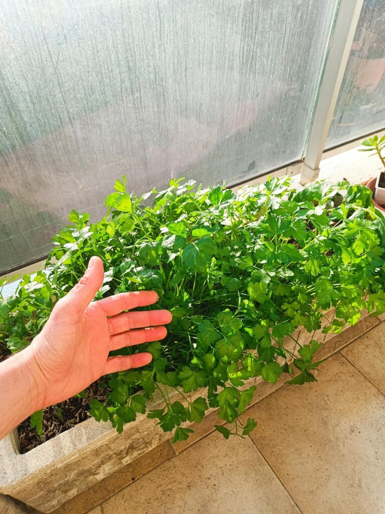 Persil dans jardinière sur une terrasse (Sud de la France) Persil dans jardinière sur une terrasse (Sud de la France)