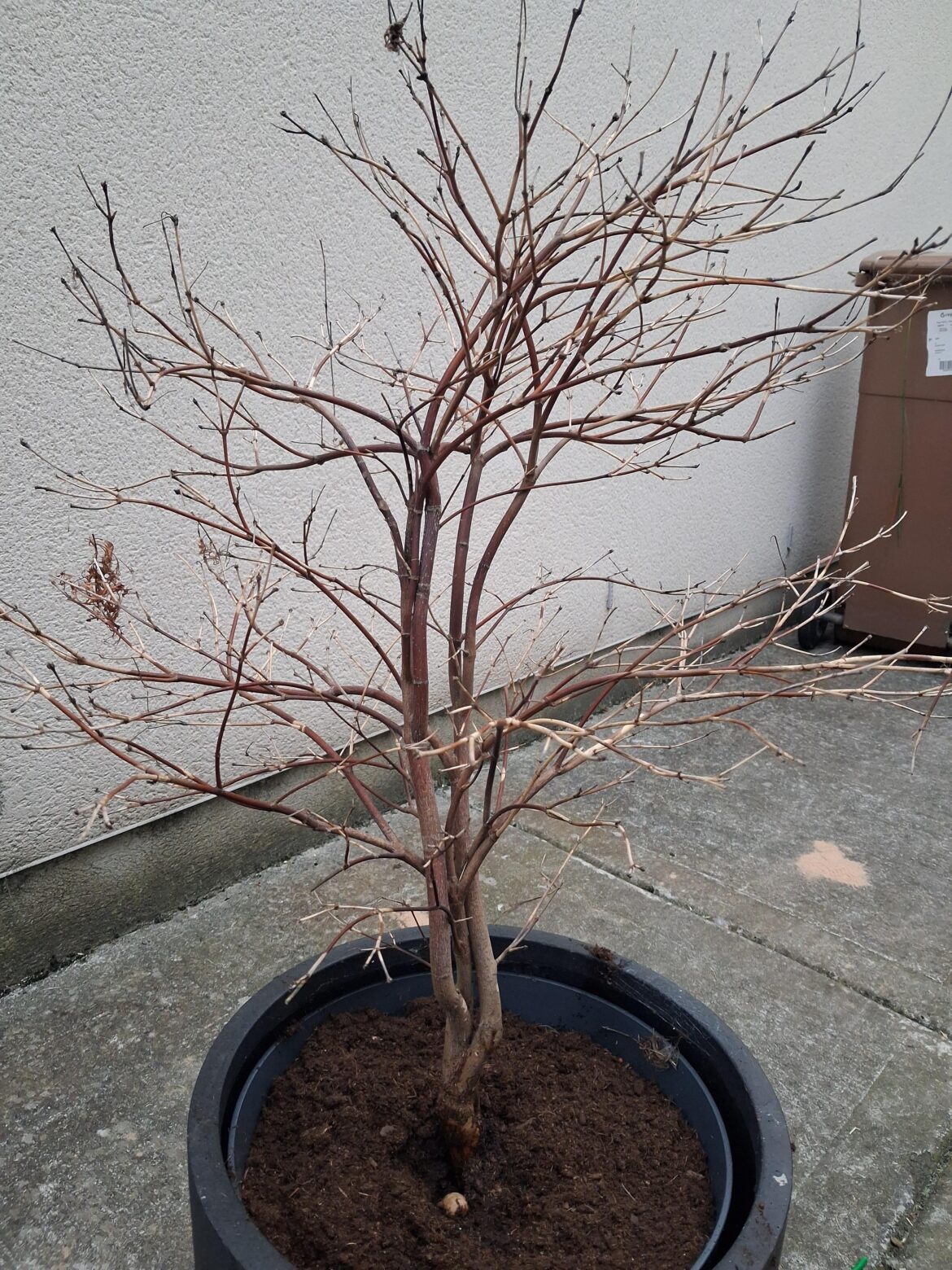 Is my Acer dead?