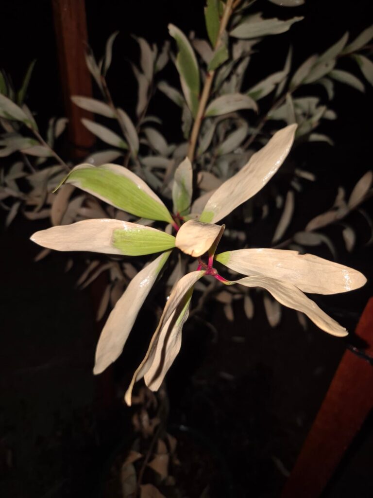 Broad-leaved paperbark appears to be dying -SEQ Broad-leaved paperbark appears to be dying -SEQ