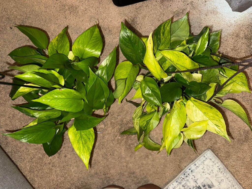 Are these both Jessenia Pothos?