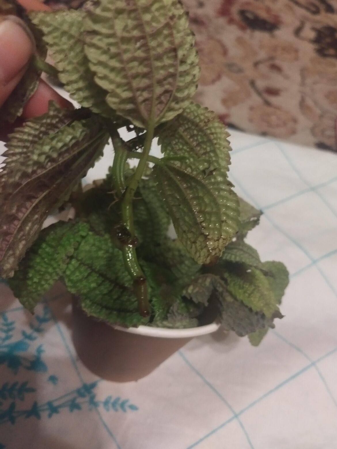 Pilea began to take root..It's a dark spot.. Is this normal? It's not slimy.