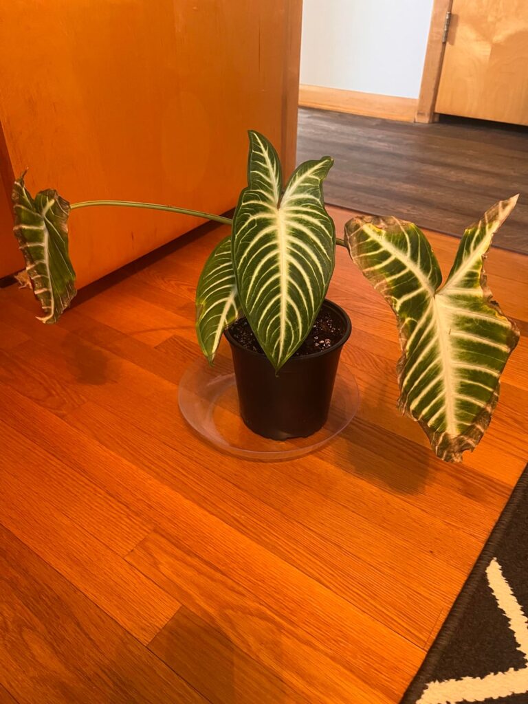 Seasoned plant mom but first Alocasia