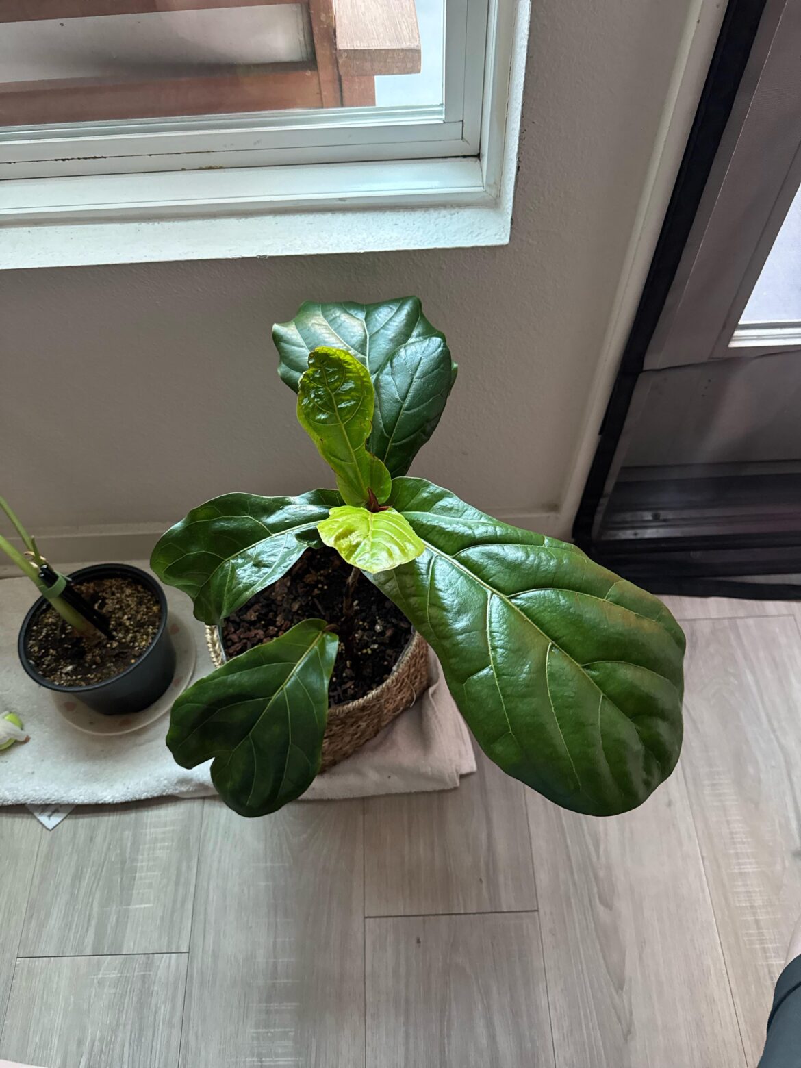 How healthy is my fiddle fig?