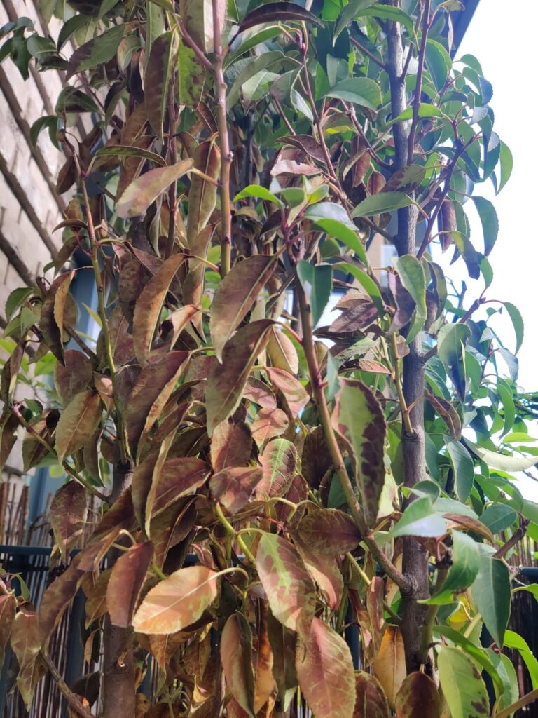 Portuguese laurel leaves turning brown after planting