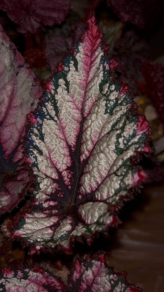 Some of my begonias at night