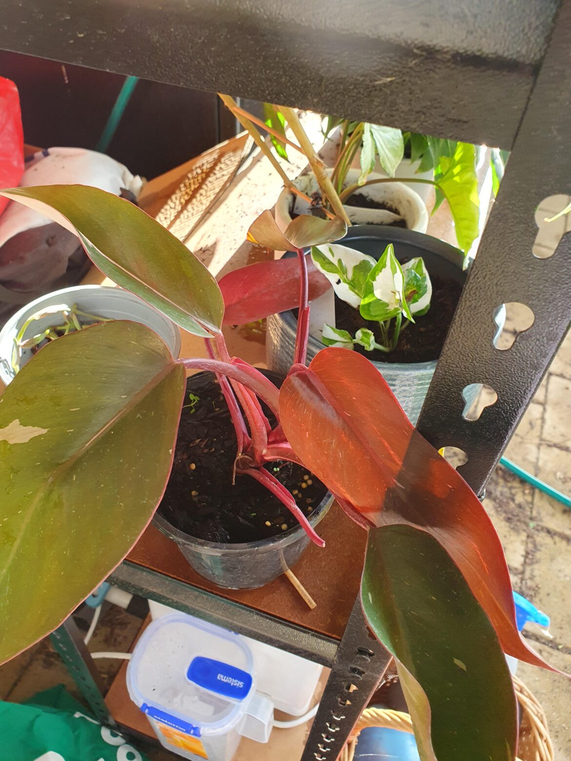What is this plant? Please help