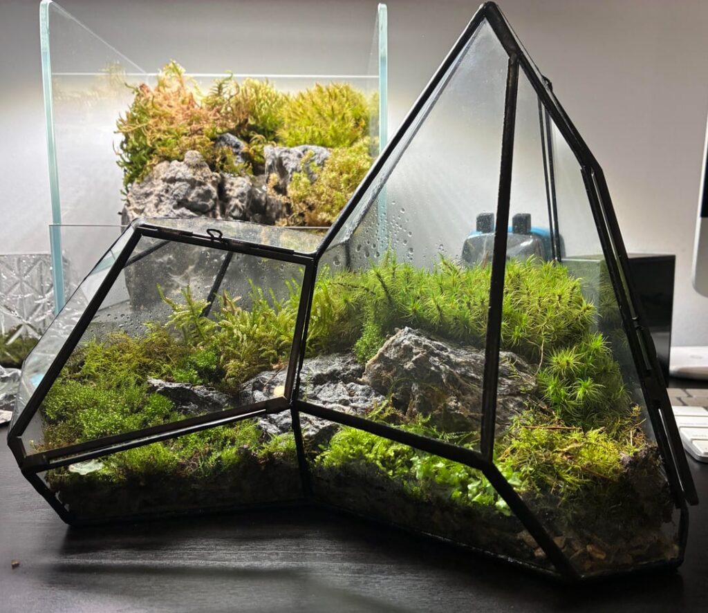 One month old mossarium