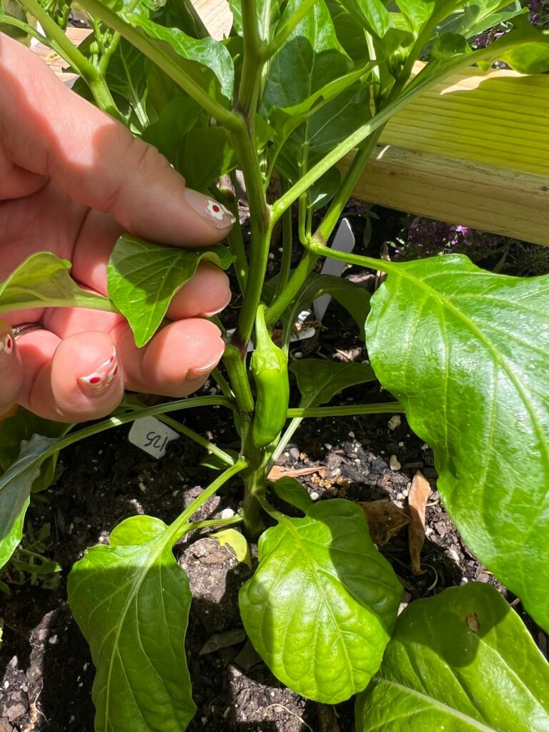 Bell Pepper or Spicy Pepper?