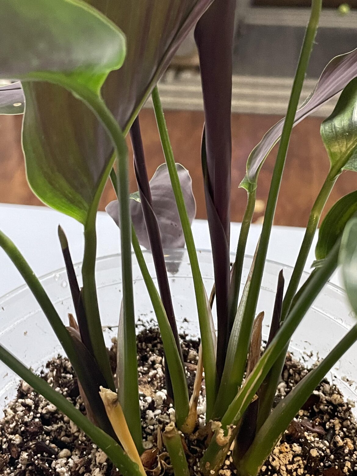 Four new leaves at once?! I feel like I’ve won the lottery.