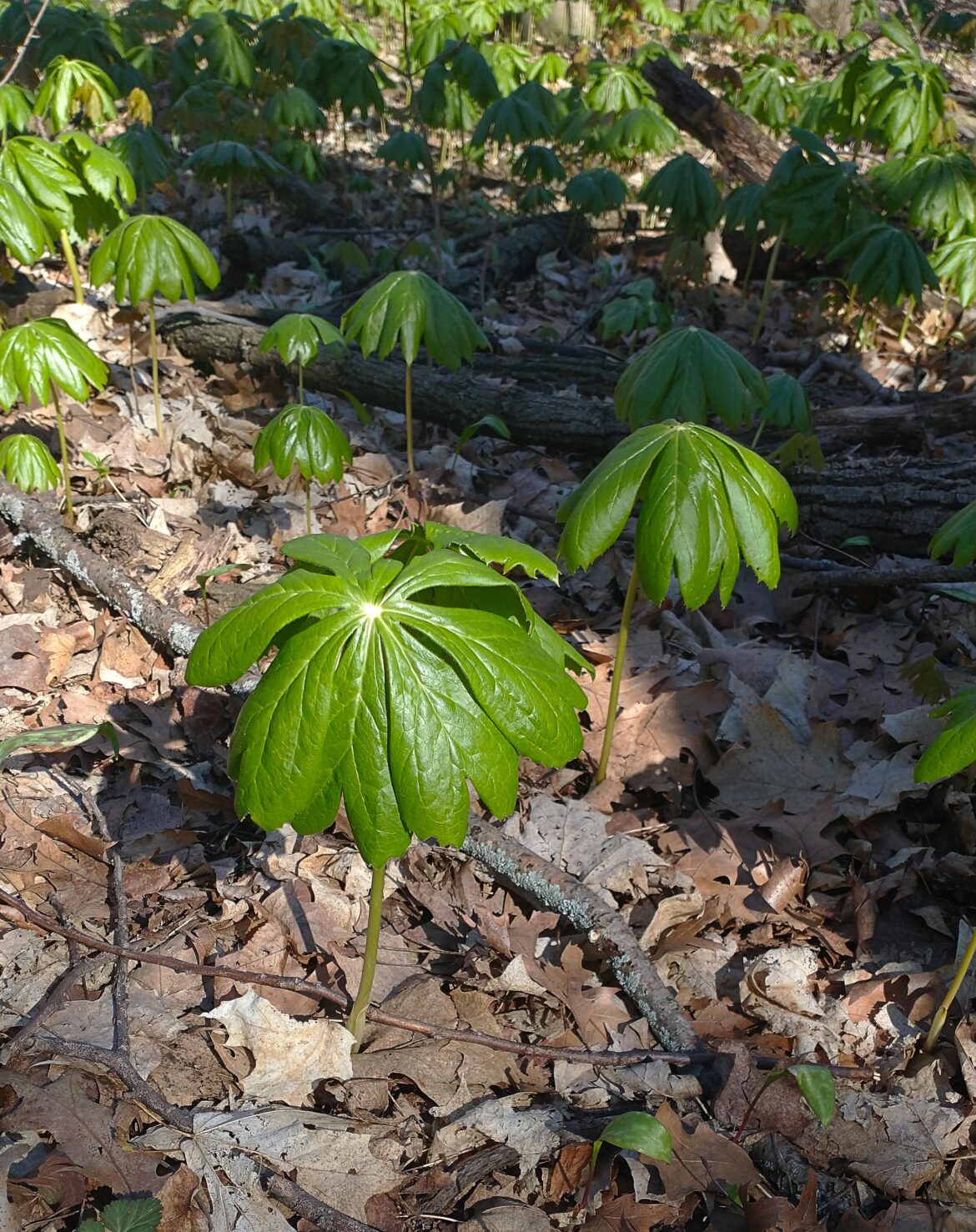 What are these plants? Wisconsin forest at High Cliff State Park.