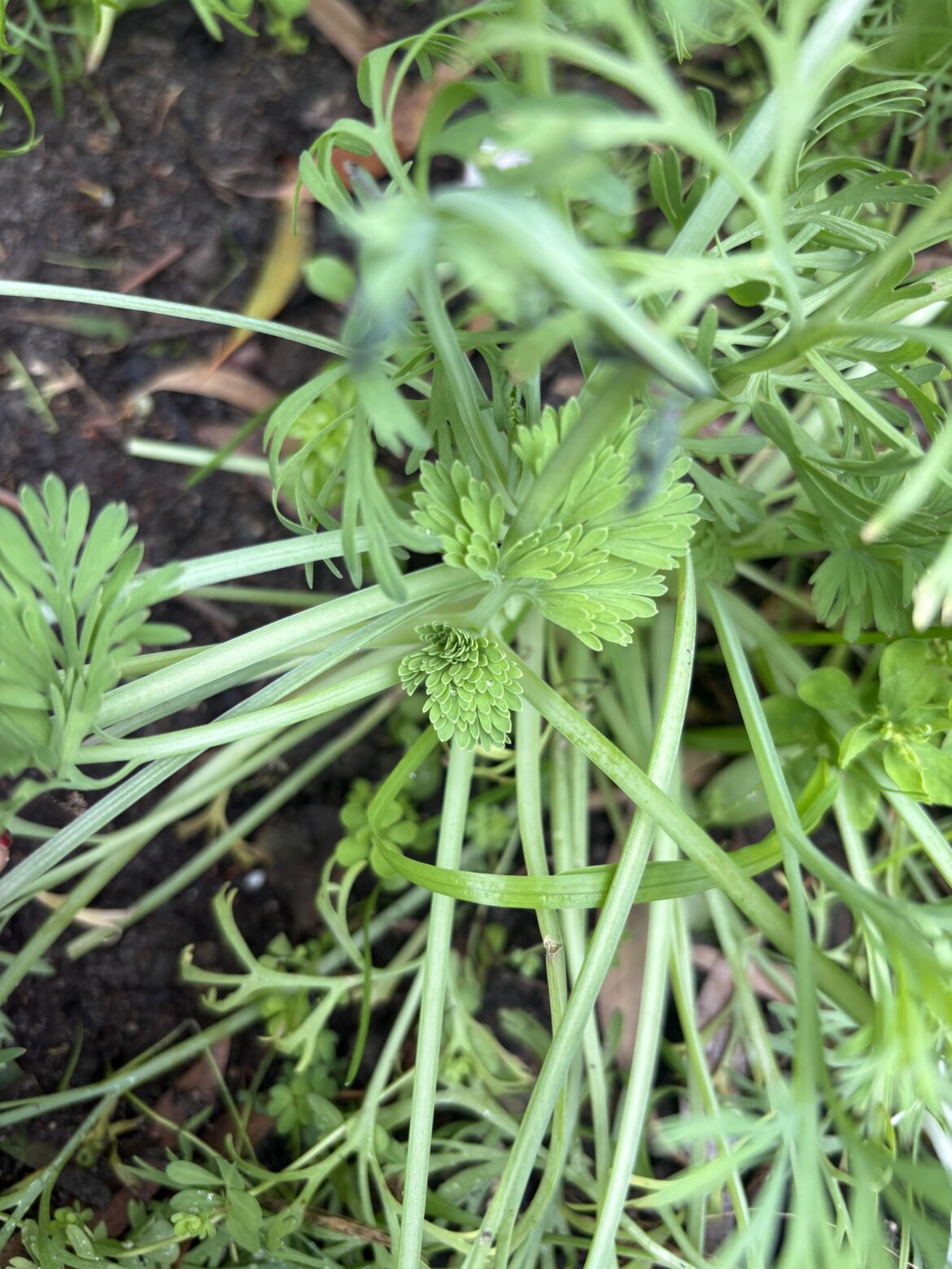Does anyone know what seedling this is?
