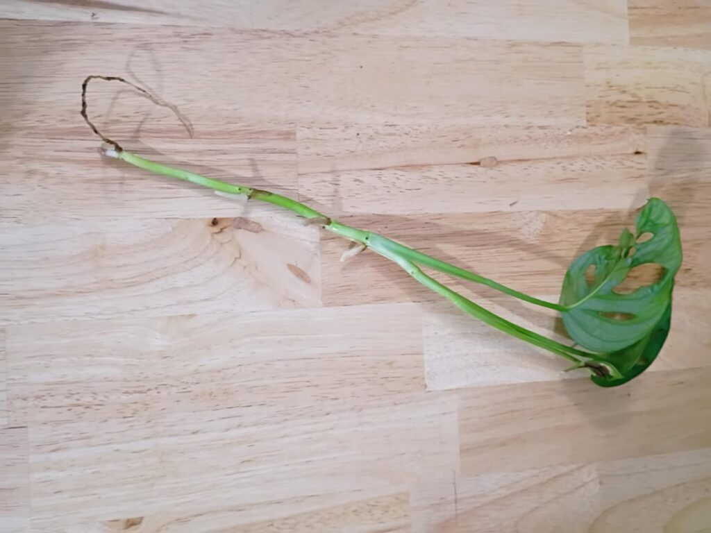 Is this monstera adisonii prop ready to be potted?