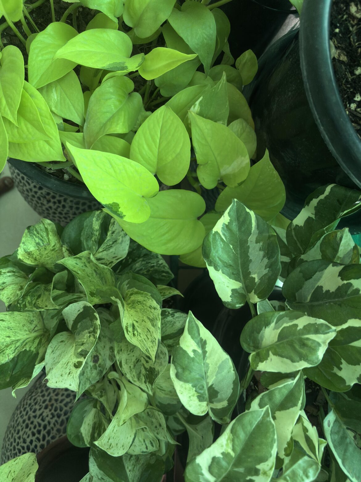 Pothos Appreciation