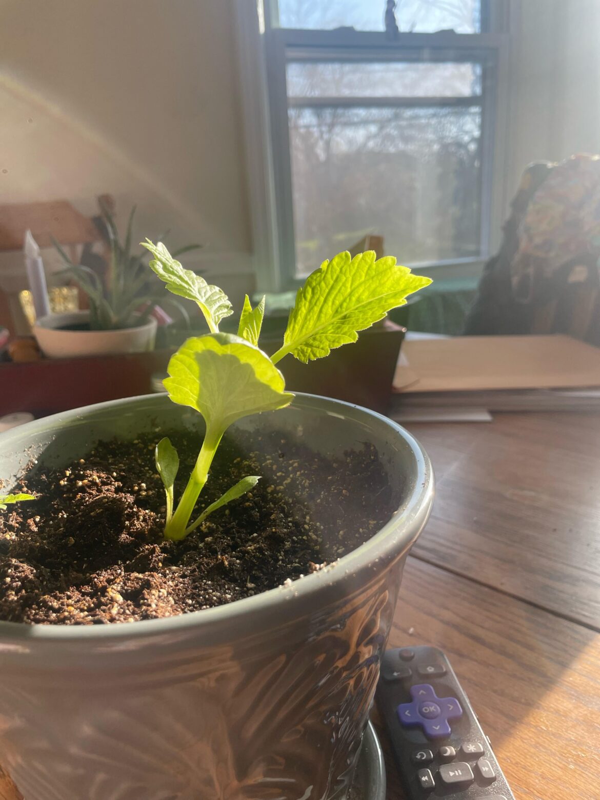 When to replant into ground? When to replant into ground?