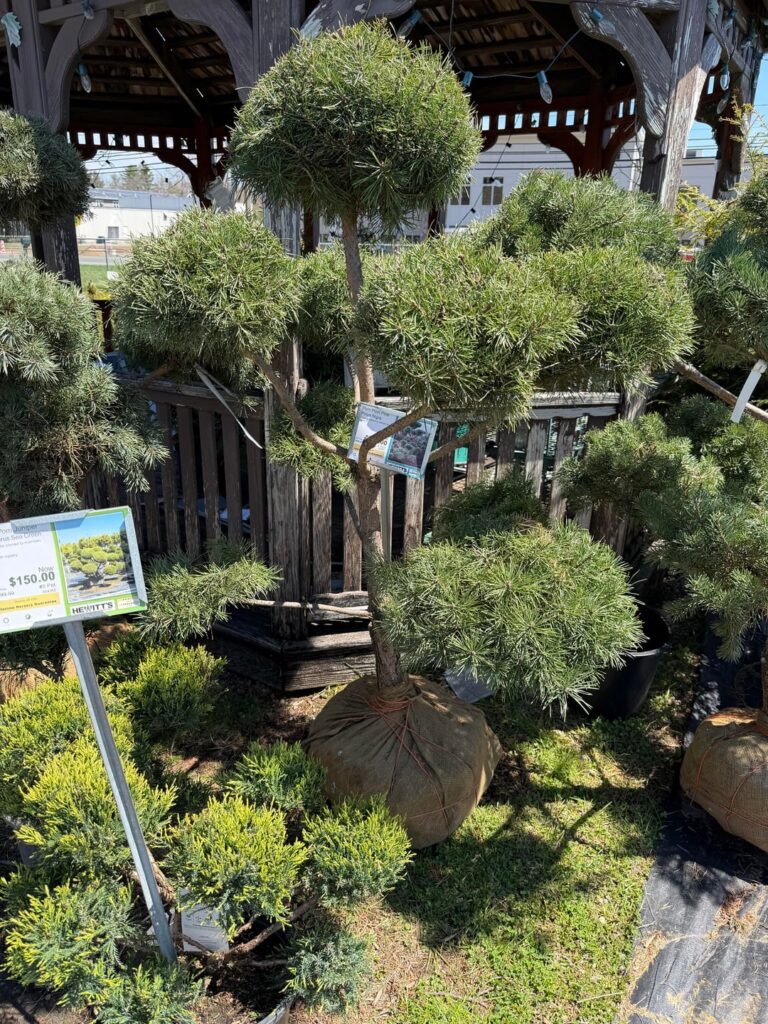 Wanted to share my new tree!