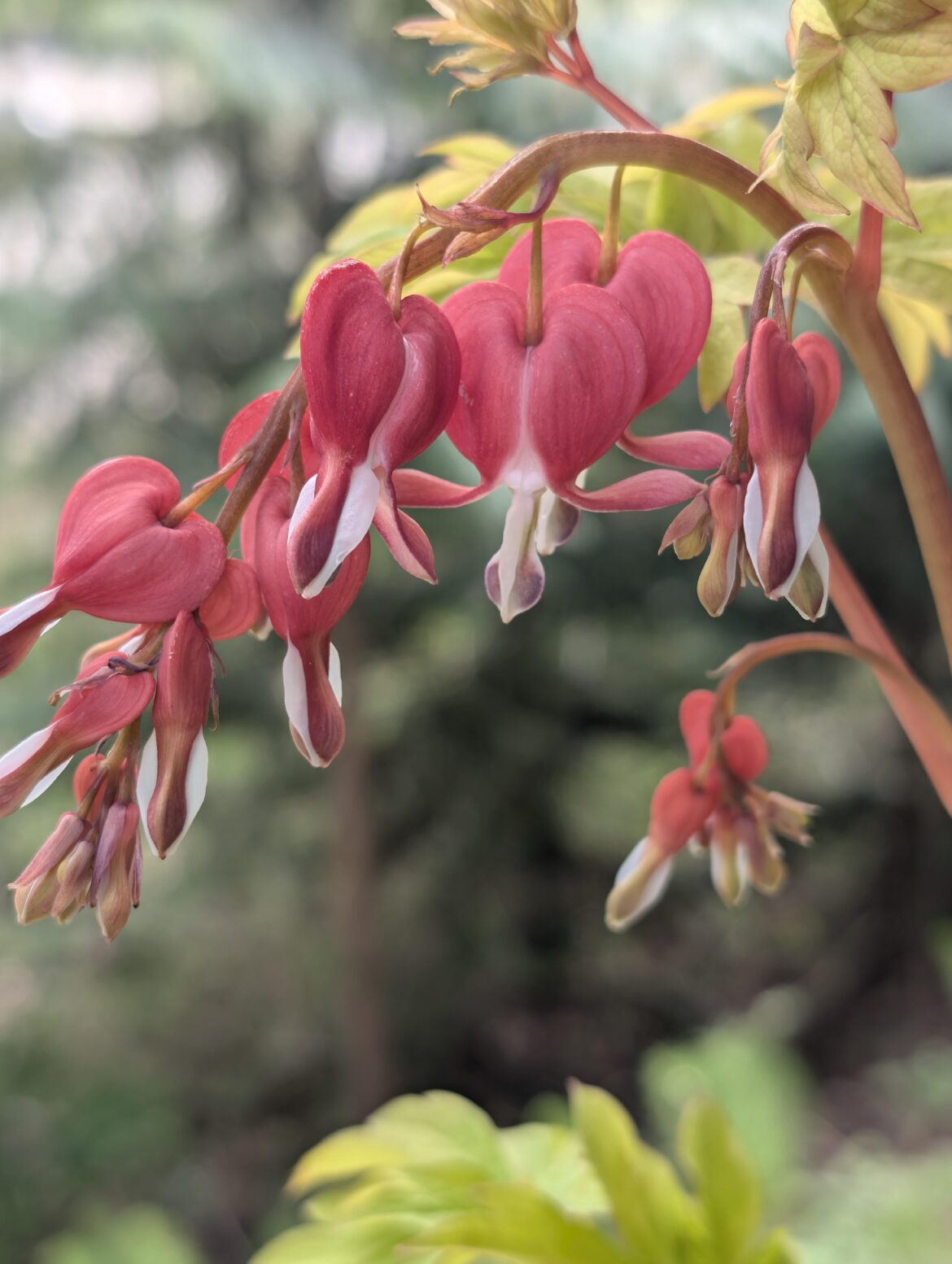 Ruby Gold Bleeding Heart (OC)