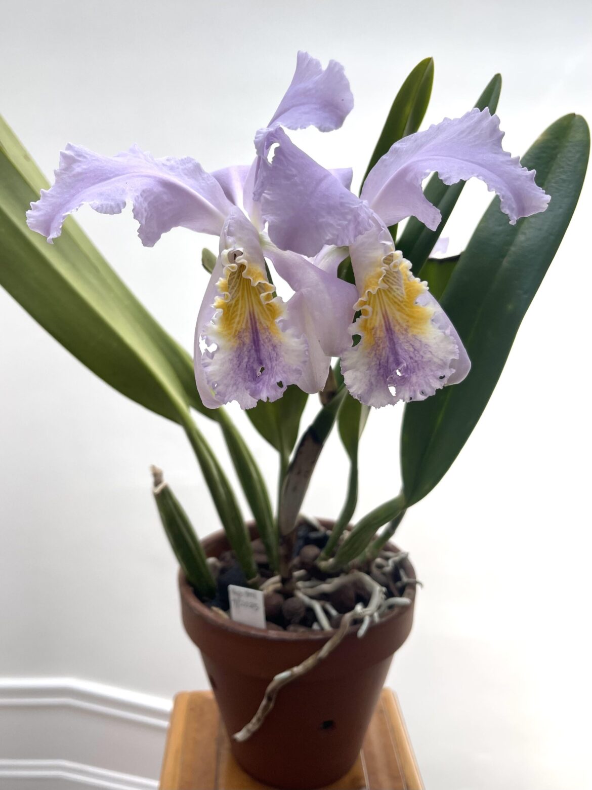 Cattleya mossiae coerulea ‘Blue bird’ X ‘Herrerae’