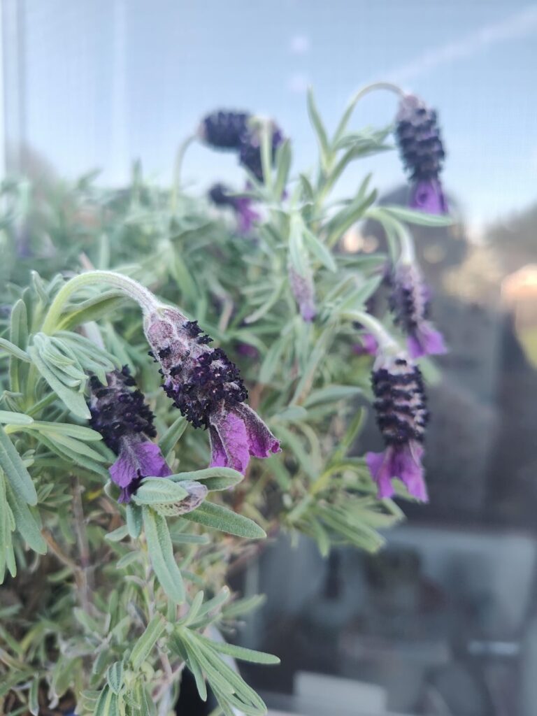 What’s happening to my lavender? Outside Pacific Northwest What's happening to my lavender? Outside Pacific Northwest