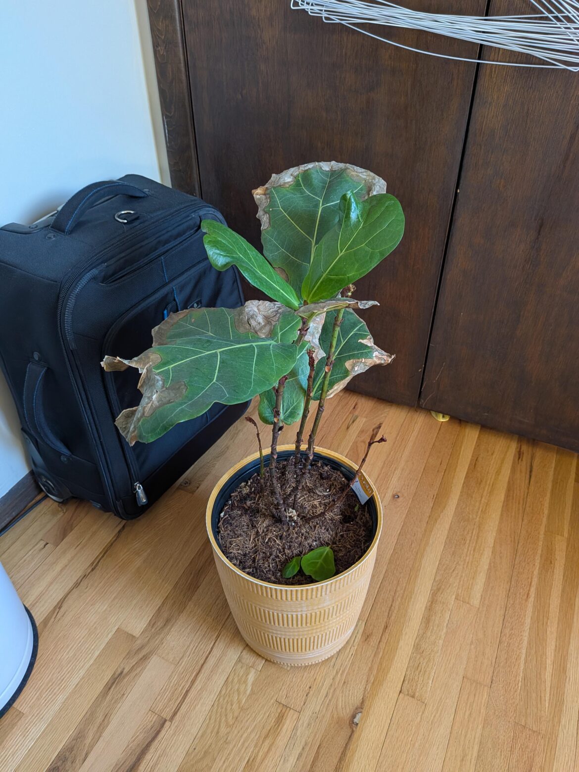 Need help, first fiddle leaf