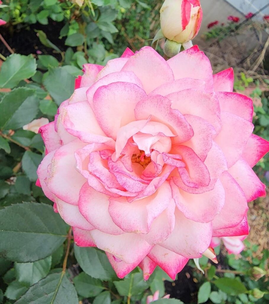 Roses around my moms garden