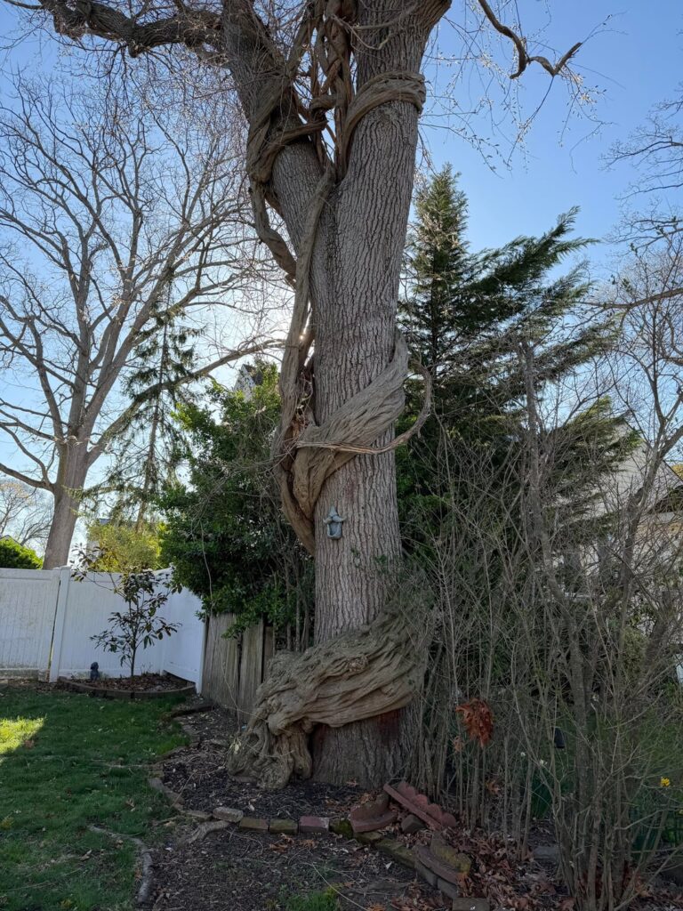 My grandma thinks this tree is fine in her front yard, I disagree