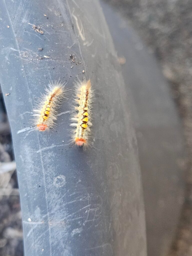 Caterpillar ID? Found on a blueberry bush
