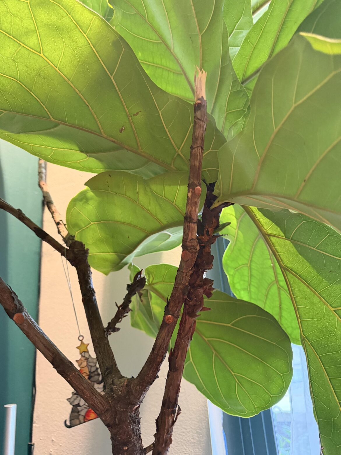 how do i encourage a new branch to grow?